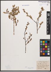 Salix caesia Vill. x Salix purpurea L.